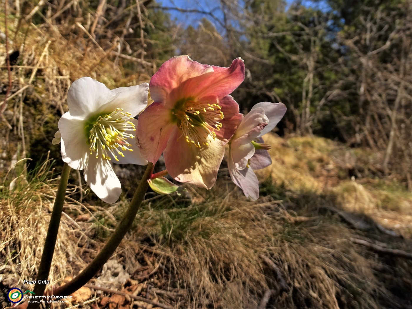 32 Ellebori  (Helleborus niger) in piena fioritura.JPG